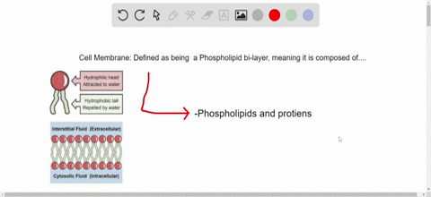 cell-membranes-consist-mainly-of-__________-and-__________-a-lipids-carbohydrates-b-phospholipids-pr