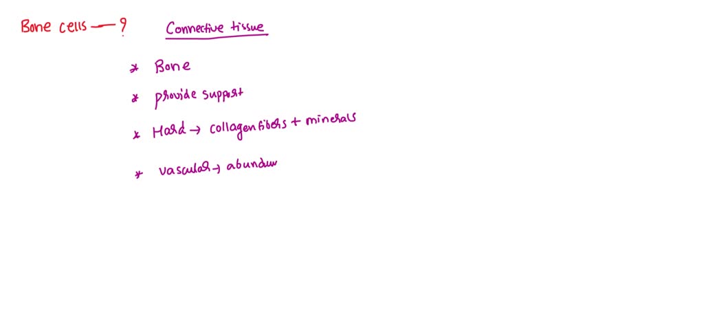 Immature Osteocytes That Produce The Bony Tissue