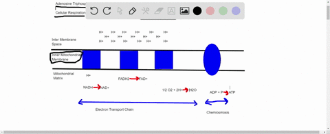 compare-and-contrast-fermentation-as-it-occurs-in-your-muscle-cells-and-in-yeast-cells-2