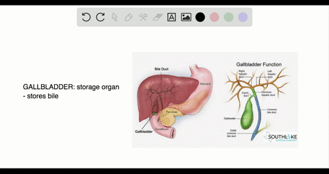 which-association-is-incorrect-a-pancreas-produces-alkaline-secretions-and-enzymes-b-salivary-glands