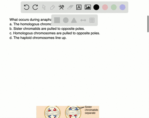 what-occurs-during-anaphase-of-meiosis-ii-a-the-homologous-chromosomes-align-b-sister-chromatids-are