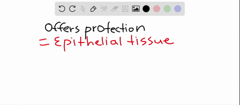 identify-the-tissue-in-the-key-that-matches-the-description-each-answer-may-be-used-more-than-once-2