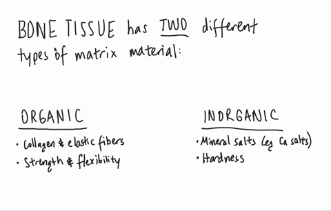 which-type-of-connective-tissue-has-a-mineralized-different-matrix-a-loose-connective-tissue-b-fibro
