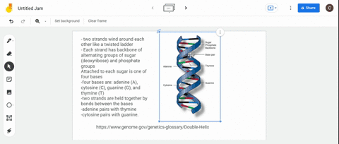 name-the-complementary-base-pairs-describe-the-dna-double-helix-2