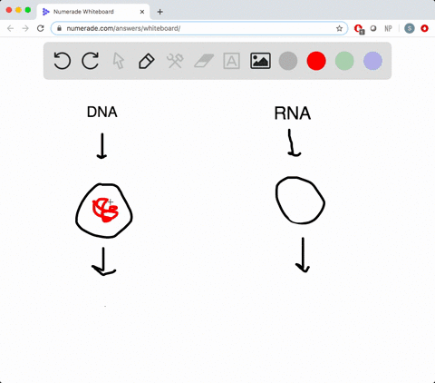 dna-or-rna-may-be-the-genetic-material-of-______-a-a-bacterium-b-a-viroid-c-a-virus-d-an-archaeon