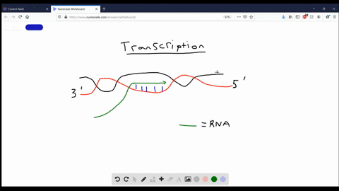 in-cells-most-rna-molecules-are-________-and-dna-molecules-are-________-a-single-stranded-double-str