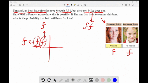 tim-and-jan-both-have-freckles-see-module-99-but-their-son-mike-does-not-show-with-a-punnett-squar-2