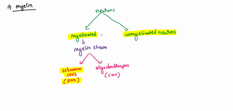 most-human-axons-have-a-myelin-sheath-that-a-prevents-action-potentials-from-moving-backward-b-incre