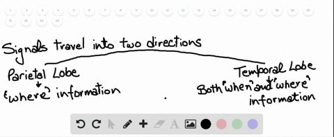 explain-what-happens-once-visual-signals-reach-the-visual-cortex-a-some-signals-go-to-the-temporal-l