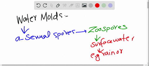 water-molds-reproduce-asexually-by-forming-and-sexually-by-forming-a-oospores-holdfasts-b-zoospores-