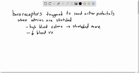 the-frequency-of-action-potentials-sent-from-baroreceptors-to-the-brain_________-when-blood-volume-i