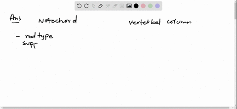 what-is-the-relationship-between-the-notochord-and-the-vertebral-column-in-vertebrates