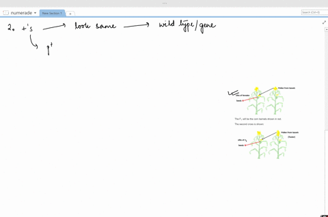 a-three-point-testcross-was-made-in-corn-the-results-and-a-recombination-analysis-are-shown-in-the-d