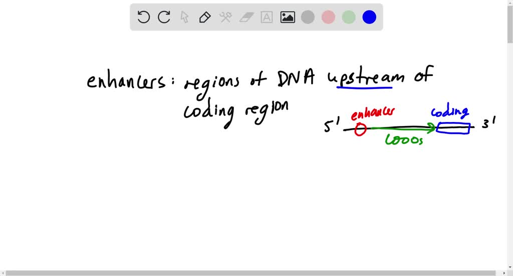 SOLVED:What are exonic splicing enhancers and how are they important?