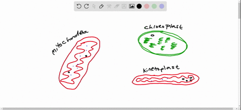 what-evidence-exists-that-supports-the-endosymbiotic-theory