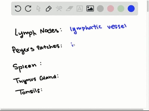 match-the-lymphatic-organs-in-the-key-to-the-description-of-its-location-a-lymph-nodes-b-peyers-pa-5
