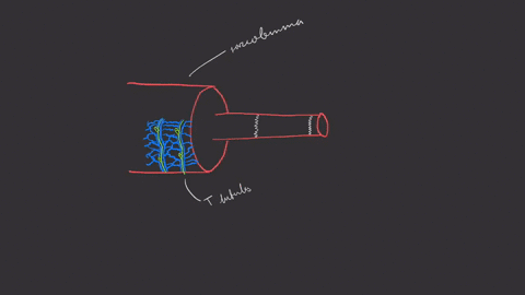 label-this-diagram-of-a-muscle-fiber-using-these-terms-myofibril-t-tubule-sarcomere-sarcolemma-sarco