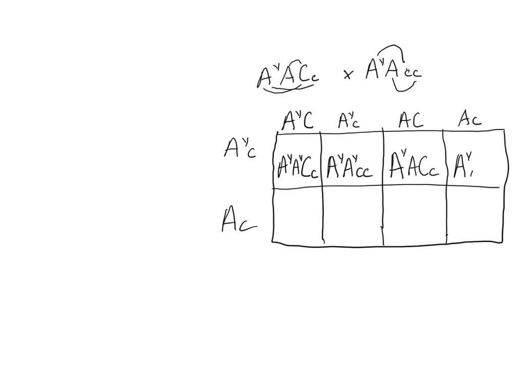 SOLVEDIn mice, the A^Y allele of the agouti gene is a recessive lethal