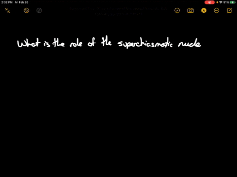 what-is-the-role-of-the-suprachiasmatic-nucleus-scn-in-sleep-a-it-induces-rem-sleep-approximately-ev