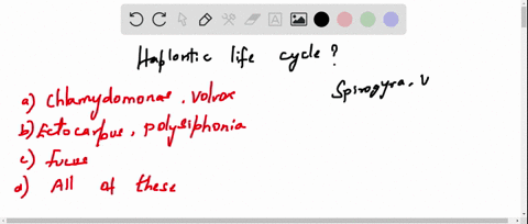 which-of-the-organisms-show-haplontic-life-cycle-a-chlamydomonas-volvox-b-ectocarpus-polysiphonia-c-