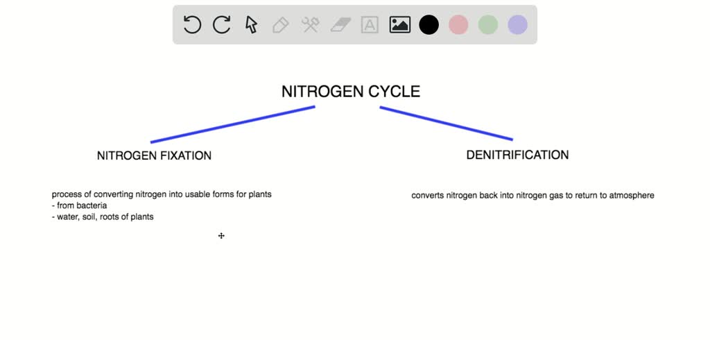 solved-what-is-the-name-of-the-process-in-which-bacteria-and-lightning