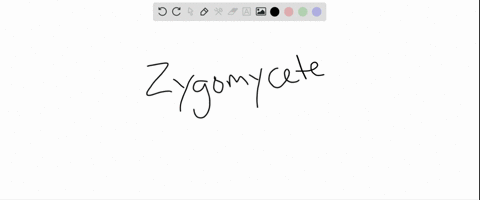 in-________-a-hypha-has-few-or-no-cross-walls-a-zygomcyetes-b-sac-fungi-c-club-fungi-d-all-of-the-ab