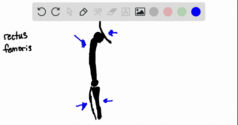 the-insertion-for-the-muscle-shown-in-question-14-is-on-the-_______-a-femur-b-humerus-c-tibia-d-pelv