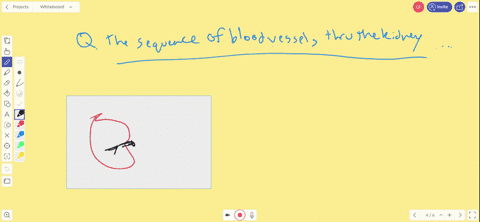 the-correct-sequence-of-blood-vessels-through-the-kidney-is-_____-a-renal-artery-rightarrow-afferent