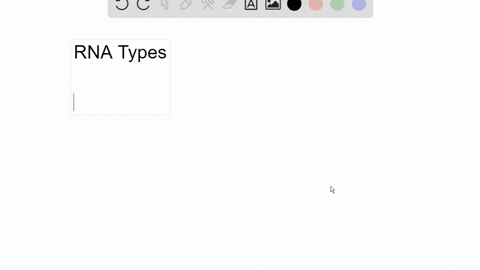 which-type-of-rna-has-enzyme-activity-where-does-it-function-mostly-3