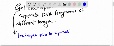 explain-how-gel-electrophoresis-is-used-to-separate-dna-frag-ments-of-different-lengths