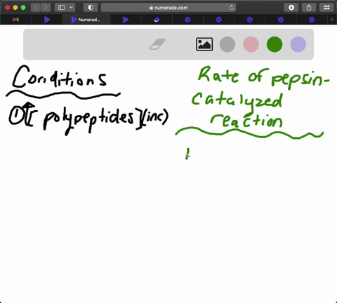 pepsin-a-protease-that-hydrolyzes-polypeptides-functions-in-the-stomach-at-an-optimum-ph-of-15-to-20