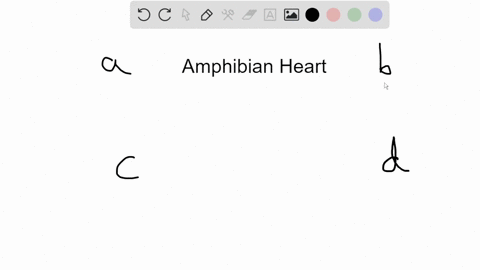 which-of-the-following-is-a-correct-description-of-the-amphibian-heart-a-in-the-amphibian-heart-oxyg