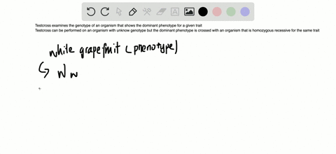 the-cross-above-could-be-used-to-determine-the-genotype-of-a-parent-with-a-dominant-phenotype-what-i