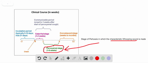 in-which-stage-of-pertussis-is-the-characteristic-whooping-sound-made-a-convalescence-b-catamhal-c-p