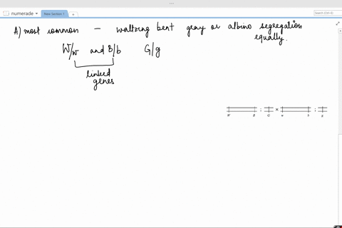in-mice-the-following-alleles-were-used-in-a-cross-beginarrayllwtext-waltzing-gait-wtext-nonwaltzing