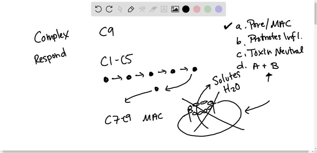 SOLVED:Complement proteins . a. form pore complexes b. promote ...