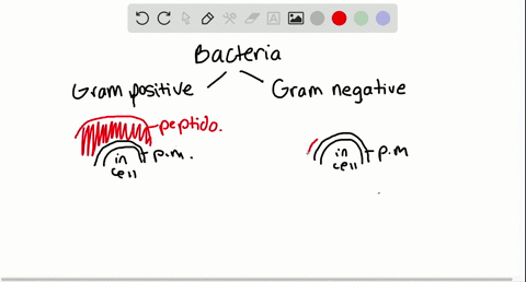 which-of-the-following-statements-true-a-gram-positive-bacteria-have-a-single-cell-wall-formed-from-