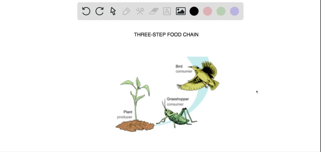 solved-illustrate-a-three-step-food-chain-that-might-occur-in-your