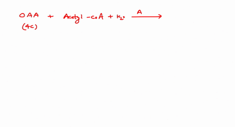 identify-enzyme-mathrma-in-the-given-reaction-of-mathrmk_text-rebs-oaa-acetyl-mathrmcoamathrmh_2-mat