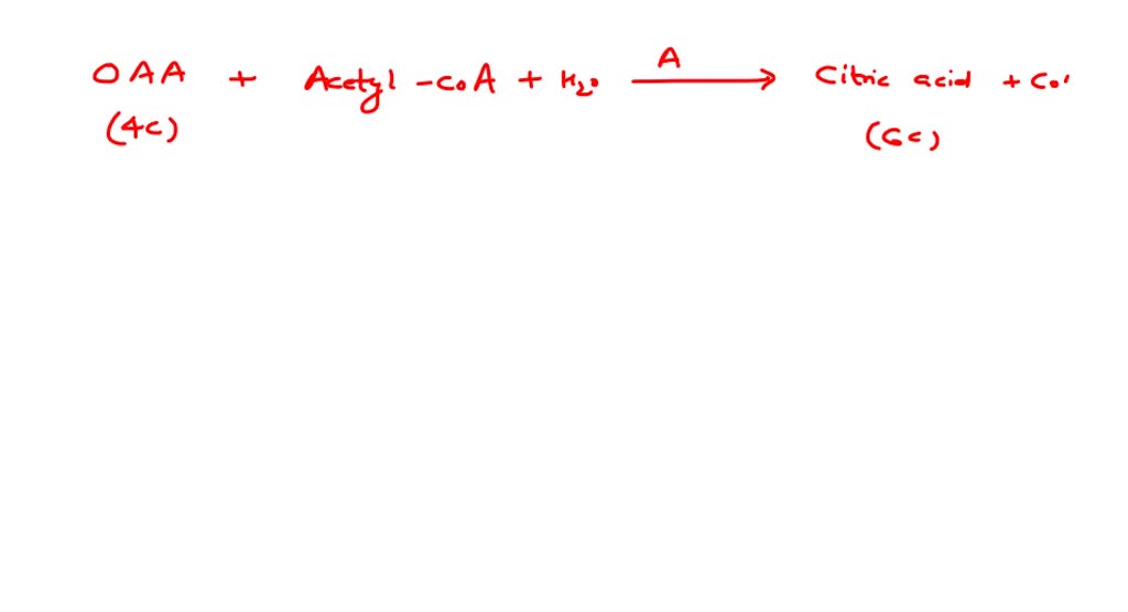 Solved Identify Enzyme A In The Given Reaction Of Krebs Oaa Acetyl