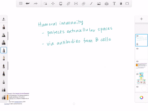 the-humoral-immune-response-depends-on-which-cells-a-tc-cells-b-quad-b-cells-c-quad-mathrmb-and-math