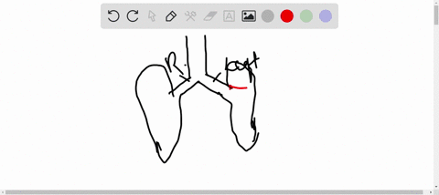 which-one-has-the-smallest-diameter-a-right-bronchus-b-left-bronchus-c-secondary-bronchiole-d-respir