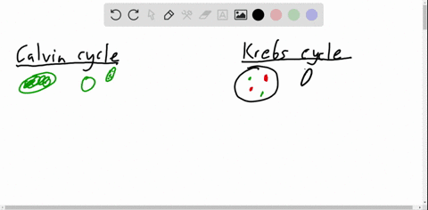 compare-and-contrast-identify-the-similarities-and-differences-between-the-krebs-cycle-and-the-calvi