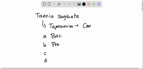taenia-saginata-is-a-___________-a-bacterium-b-protozoan-c-cestode-d-nematode