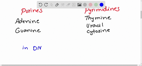 which-of-the-following-is-not-found-in-rna-a-adenine-b-guanine-c-thymine-d-uracil