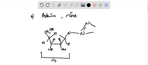 draw-the-nucleotides-that-contain-the-following-bases-and-sugars-a-adenine-and-ribose-b-cytosine-and