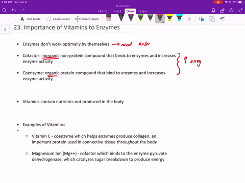 with-regard-to-enzymes-why-are-vitamins-necessary-for-good-health-give-examples