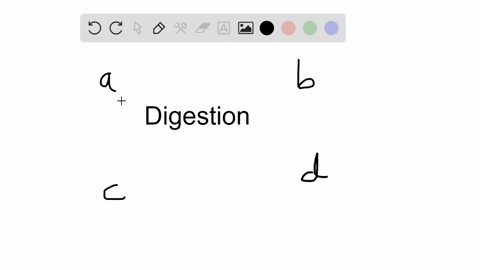 digestion-is-completed-and-most-nutrients-are-absorbed-in-the-__________-a-mouth-b-stomach-c-small-i