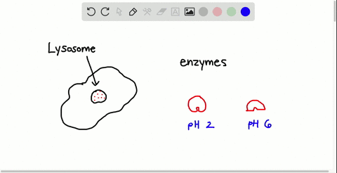 SOLVED:Hydrolytic enzymes encased within the membrane-bound lysosomes ...