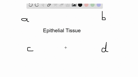 keratinization-of-epithelial-cells-occurs-in-which-layer-of-the-skin-a-subcutancous-layer-b-dermis-c